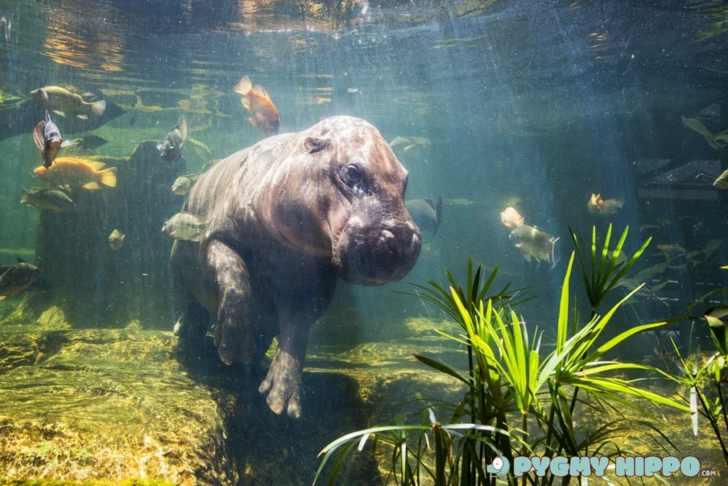 pygmy hippo underwater